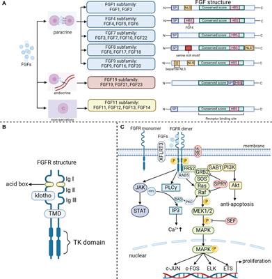 Fibroblast growth factor signaling in macrophage polarization: impact on health and diseases